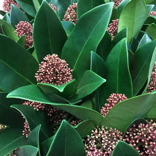 SKIMMIA KRUKA RÖD K:9/10CM x18