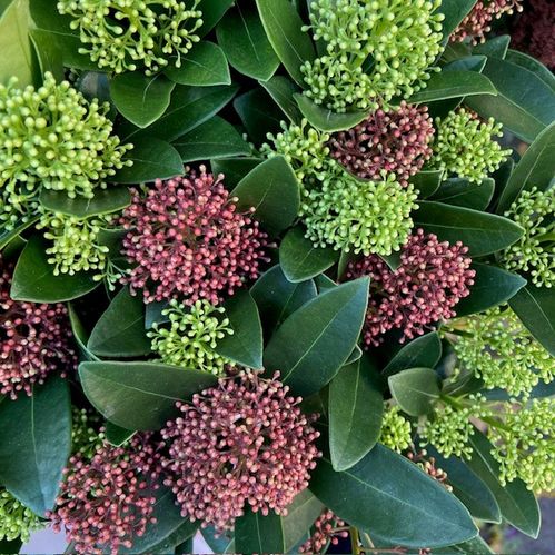 SKIMMIA KRUKA 2-FÄRGAD K:10CM x10
