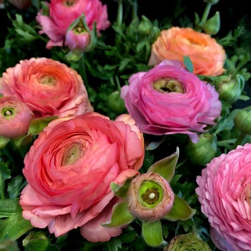 RANUNKEL KRUKA ROSA x12