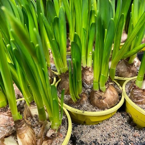 TETE A TETE 9CM DK x18