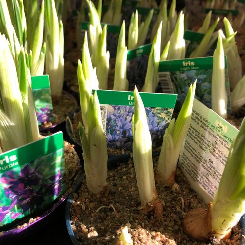 IRIS KRUKA FRILLESÅS x18
