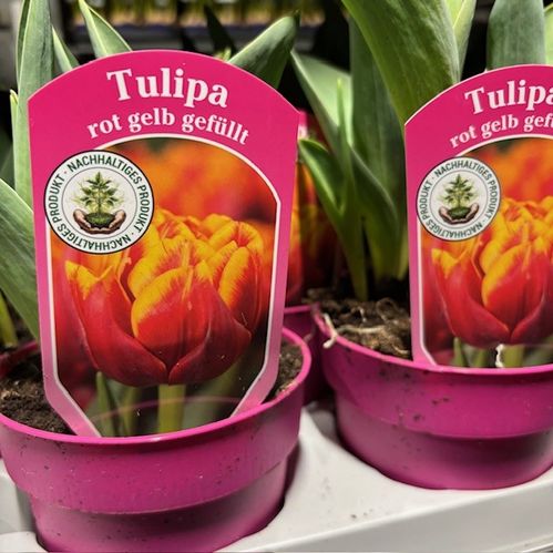 TULPAN KRUKA 2-F ORANGE K:12CM x9