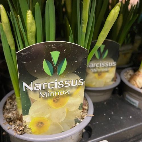 NARCISSUS MINNOV K:11CM x14