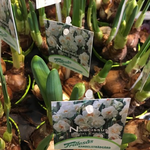 NARCISSUS BR.CROWN FRILLESÅS x12