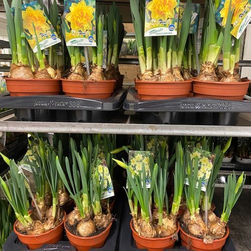 NARCISSUS FRILLESÅS  MIX EXKLUSIV x8