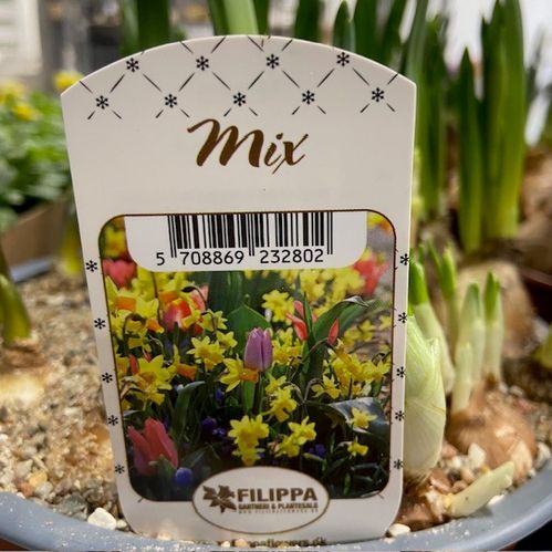 NARCISSUS/LÖK MIX SKÅL D:19CM
