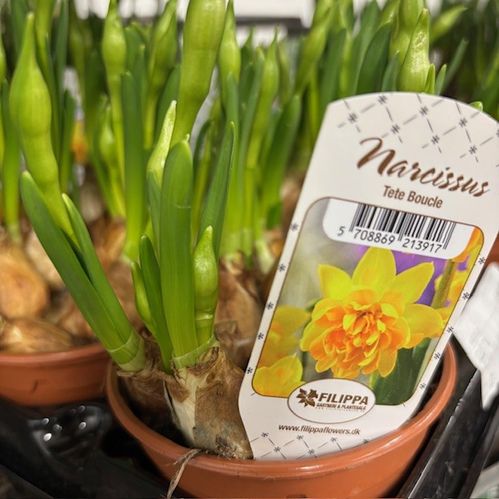 NARCISSUS TETE BOUCLE DUBBEL K:11CM x14