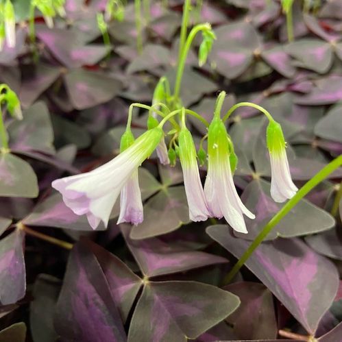 OXALIS TRIANGULARIS RÖD x12
