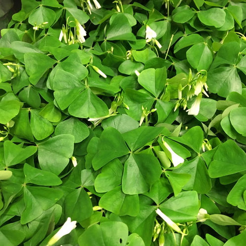 OXALIS REGNELLI VIT x12