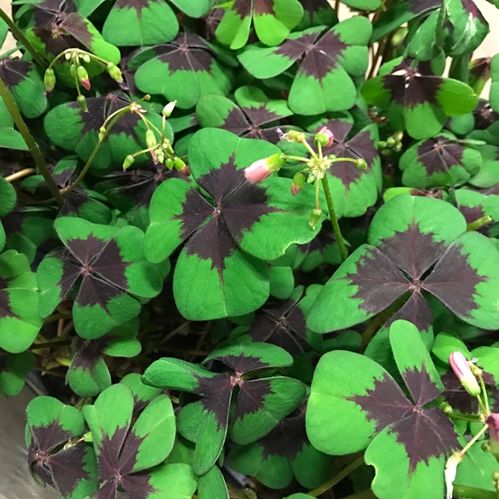 OXALIS DEPPEI K:10CM x8
