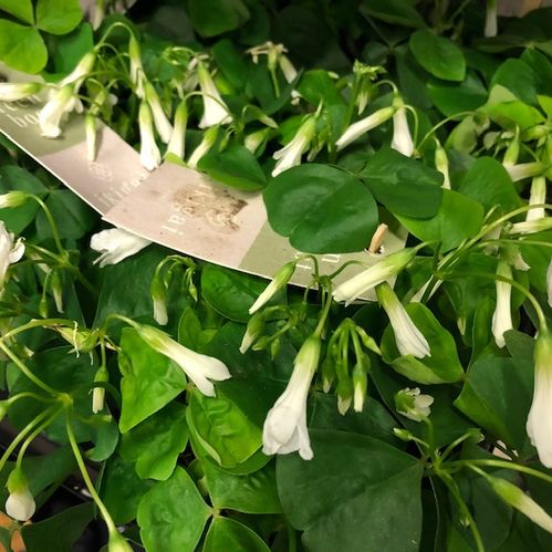 OXALIS PAPILON IKIGAI VIT x6