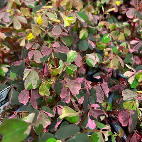 OXALIS CRAZY PLUM K:10CM x15