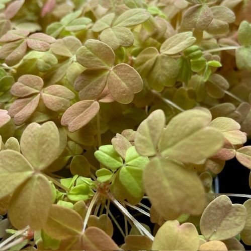 OXALIS SUNSET K:10CM x8