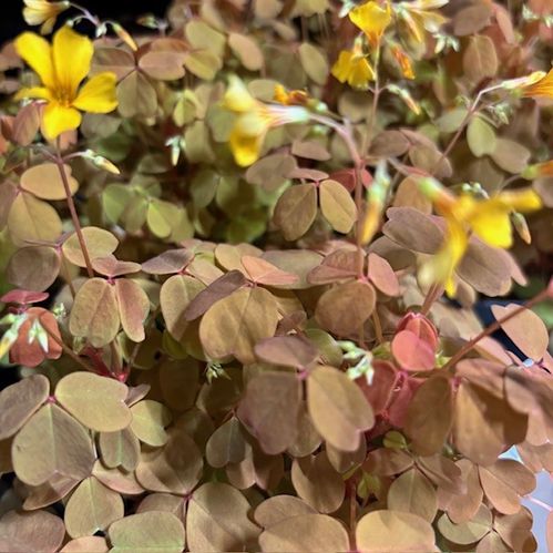 OXALIS SUNSET VELVET K:10CM x8