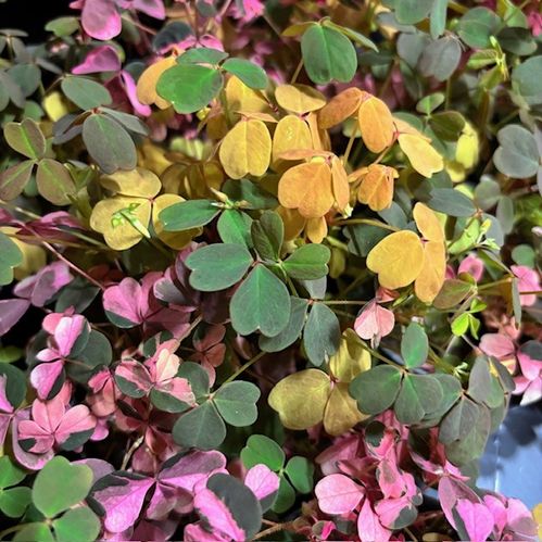 OXALIS VULCANICOLA MIXLÅDA K:10CM x15