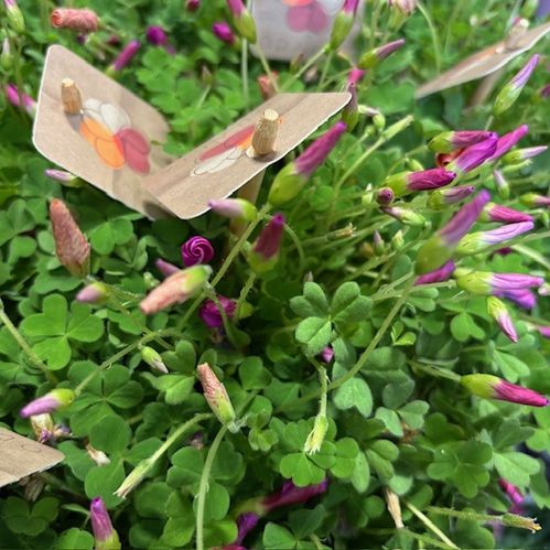 OXALIS ODALIA PURPUR/PINK K:13CM x6