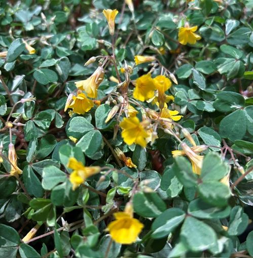 OXALIS VULCANICOLA GRÖN BROKIG K:10CM x8