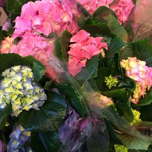 HORTENSIA MIX K:14CM x6
