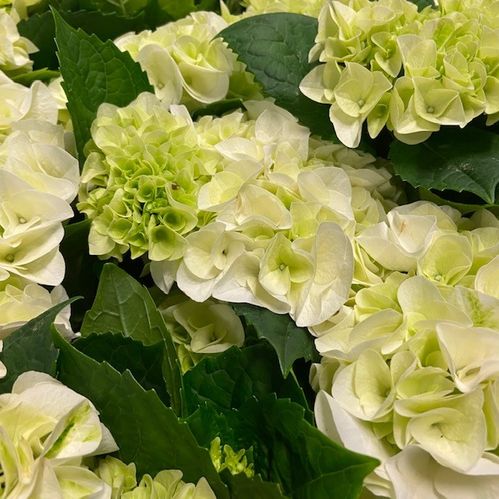 HORTENSIA VIT K:13CM x8