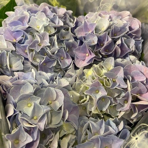 HORTENSIA BLÅ K:13CM x8