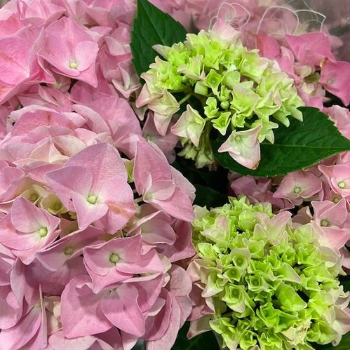 HORTENSIA ROSA K:13CM x8