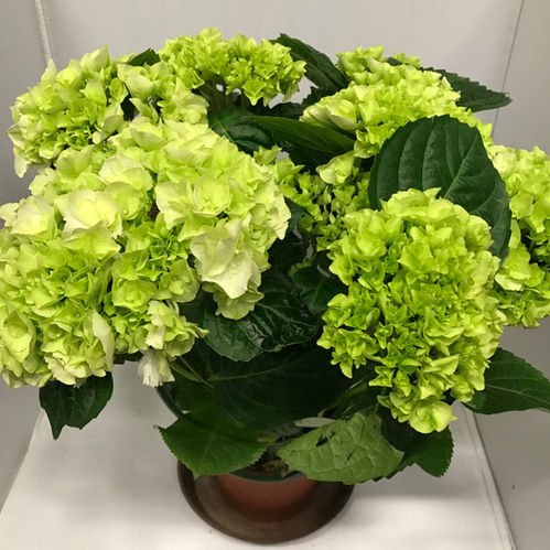 HORTENSIA VIT NL K:14CM x7