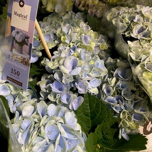 HORTENSIA MAGICAL BLÅ K:12CM x6