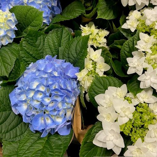 HORTENSIA ARVIDSSON K:14CM x4