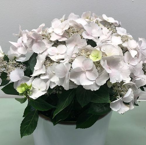 HORTENSIA RUNAWAY BRIDE K:24CM