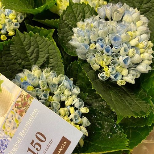 HORTENSIA MAGICAL BLÅ K:14CM x6