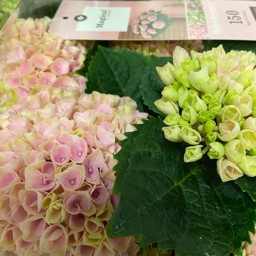 HORTENSIA MAGICAL ROSA K:14CM x6