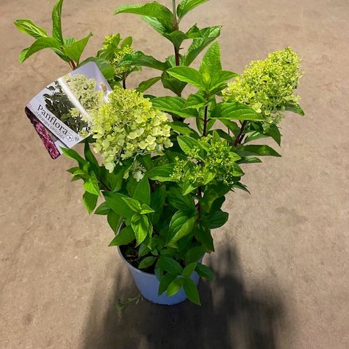 HORTENSIA PANICULATA MIX K:23CM