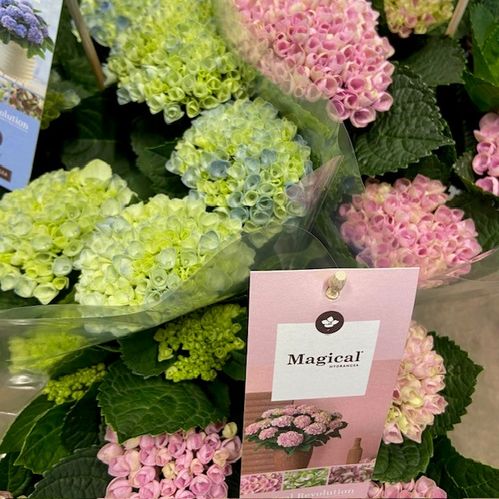 HORTENSIA MAGICAL MIX K:23CM