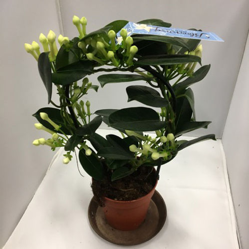 DOFTRANKA STEPHANOTIS PÅ BÅGE x8