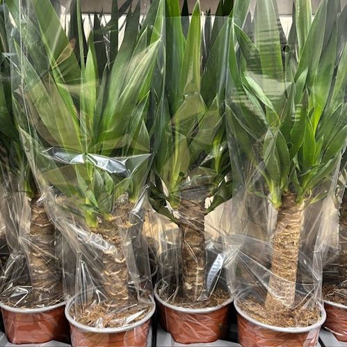 YUCCA H:65-75CM K:17CM x6