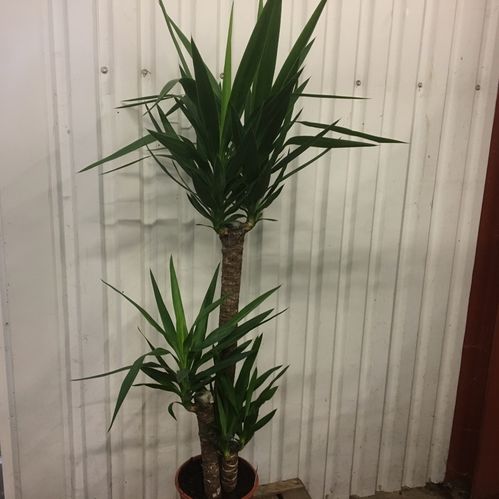 YUCCA 3-STAM H:90-105