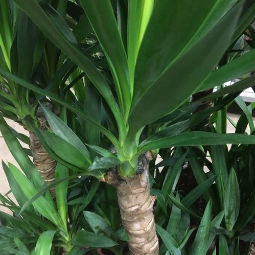 YUCCA 2-STAM H:70-90CM