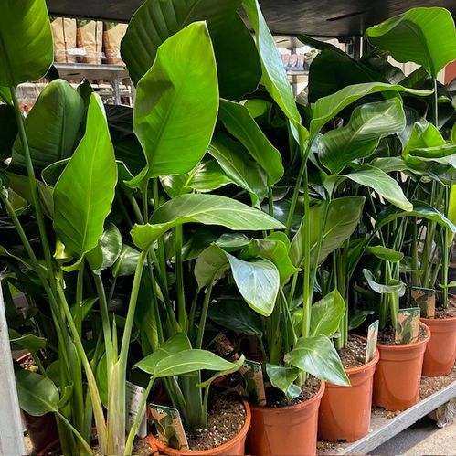 STRELITZIA NICOLAI H:100-120CM K:27M