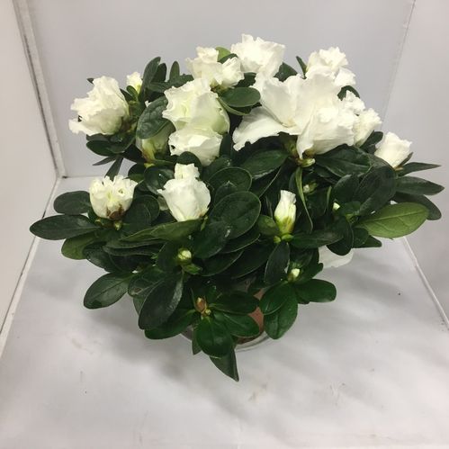 AZALEA VIT K:12CM DK x8