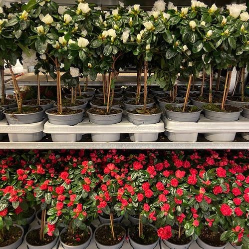 AZALEA STAM VIT x6
