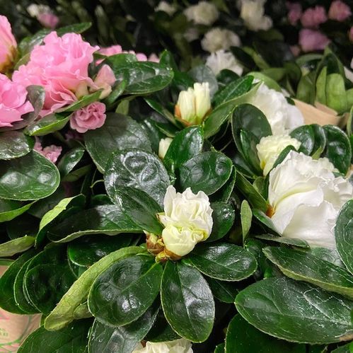 AZALEA ARVID NR 6 K:12CM x6