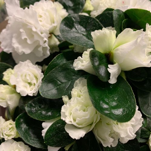 AZALEA VIT ARVID K:12CM x6