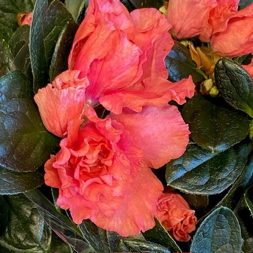 AZALEA APRIKOS ARVIDSSON x6