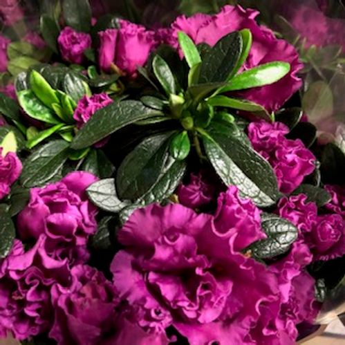 AZALEA LILA ARVIDSSON x6