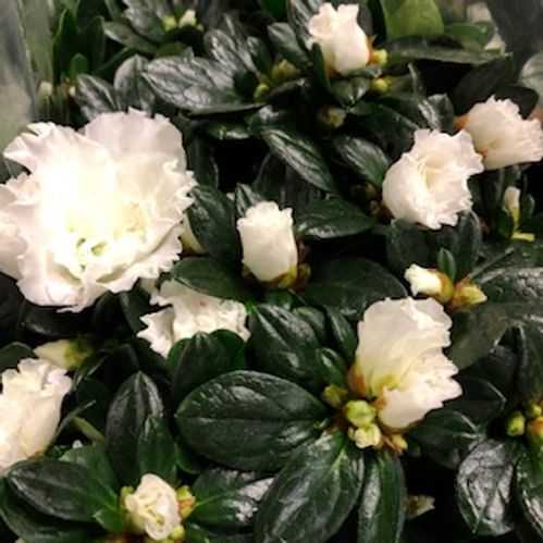 AZALEA VIT ARVIDSSON K:10,5CM x8