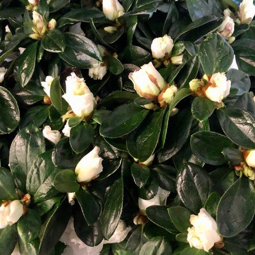 AZALEA VIT ARVIDSSON K:14CM x4