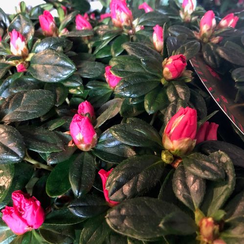 AZALEA RÖD ARVIDSSON K:14CM x4