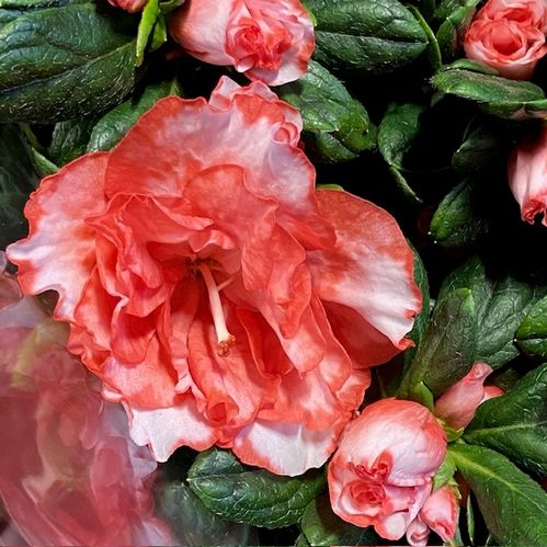AZALEA RÖD-VIT ARVIDSSON K:14CM x4