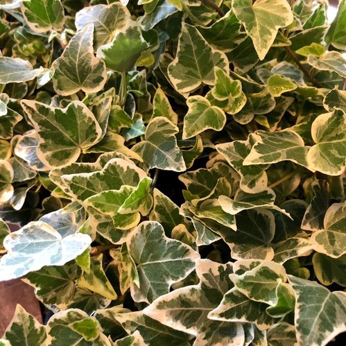 HEDERA BROKIG K:9CM x18