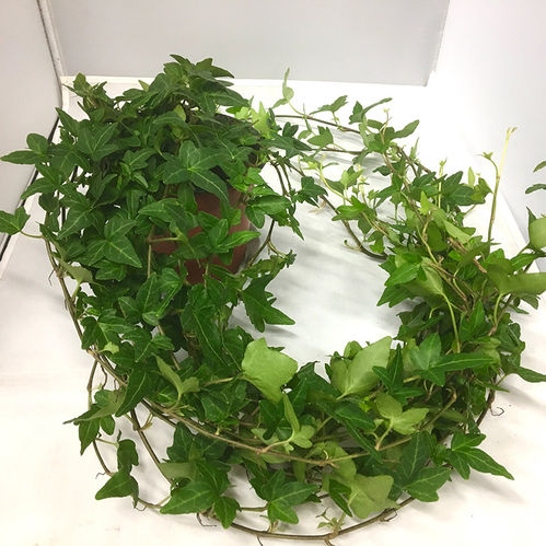 HEDERA MEDELLÅNGA RANKOR K:13CM x6
